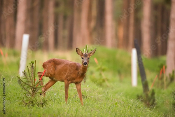 Obraz Chevreuil dans la forêt