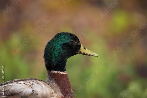 Obraz Canard colvert mâle