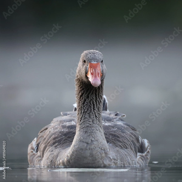 Obraz Oie sauvage sur l'eau