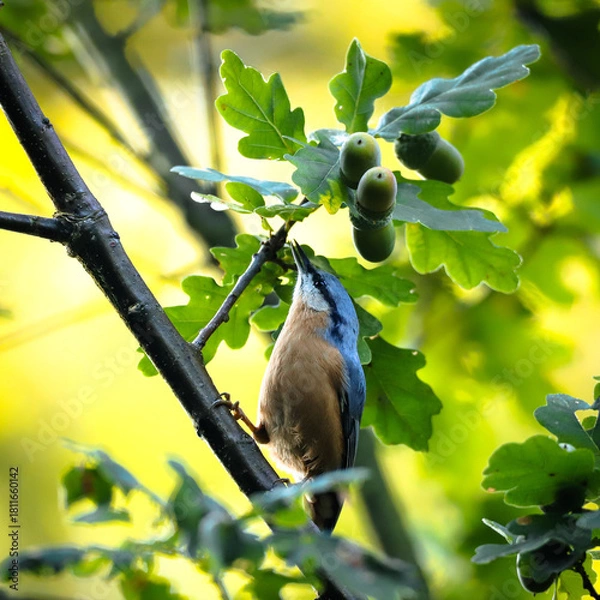 Obraz Sitelle torchepot sur une branche