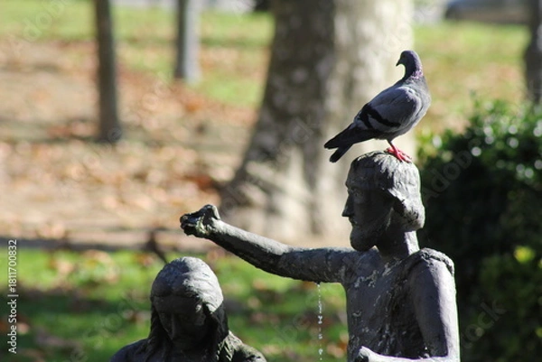 Obraz Taube auf dem Kopf