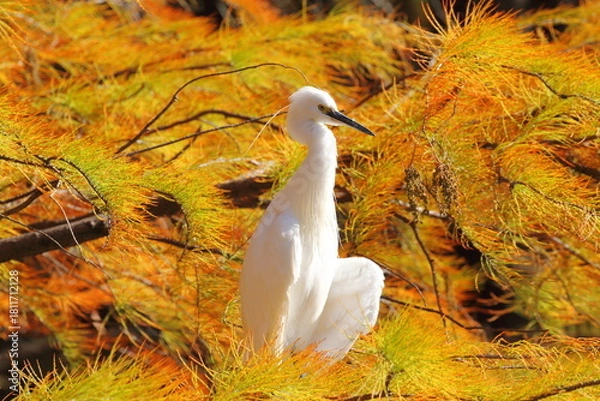 Fototapeta ラクウショウの紅葉とコサギ
