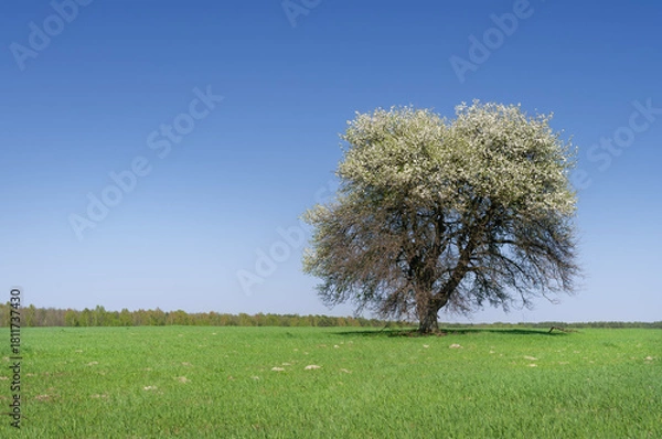 Obraz Blossoming tree on spring green field