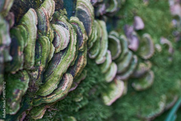 Fototapeta Trametes versicolor (Coriolus versicolor and Polyporus versicolor) close-up in forest
