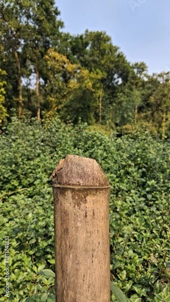 Obraz Weathered stone pillar stands tall amidst lush greenery