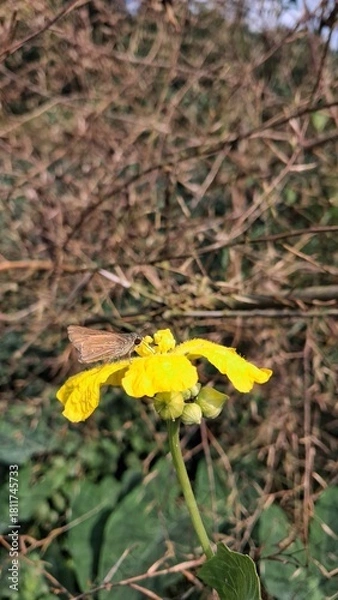 Obraz Bright yellow flower blooms in a field of dried grass and greenery