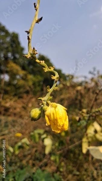 Obraz Close up of a delicate yellow flower blooming on a vine against a blurred natural background