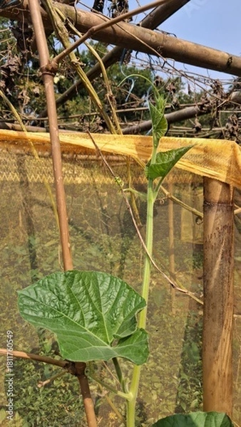Obraz Young squash plant growing under protective netting