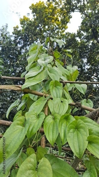 Obraz Vibrant green leaves of a climbing plant on a rustic bamboo structure