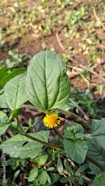 Obraz Close up of a small yellow flower nestled among large green leaves
