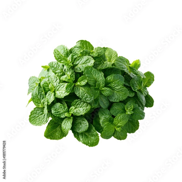Obraz Fresh mint leaves on Transparent Background