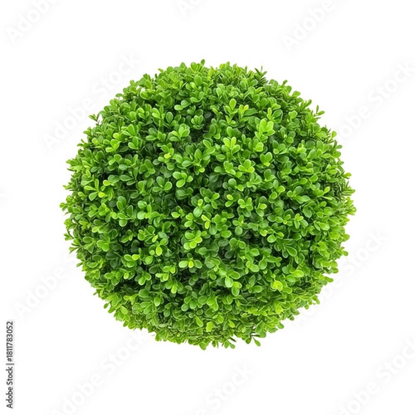 Obraz Green Topiary Ball on Transparent Background