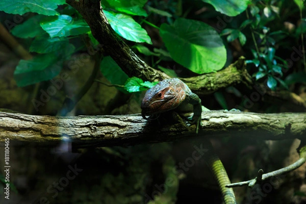 Fototapeta Green Reptile Resting on Tree