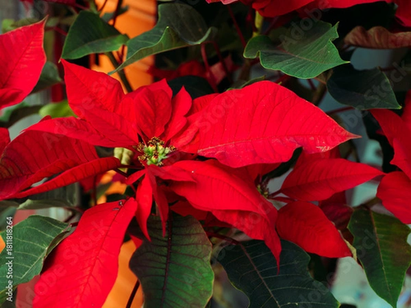 Fototapeta Vibrant red poinsettia plants showcase their striking leaves and blooms in a cozy indoor space, adding a joyful touch to seasonal decorations and festivities