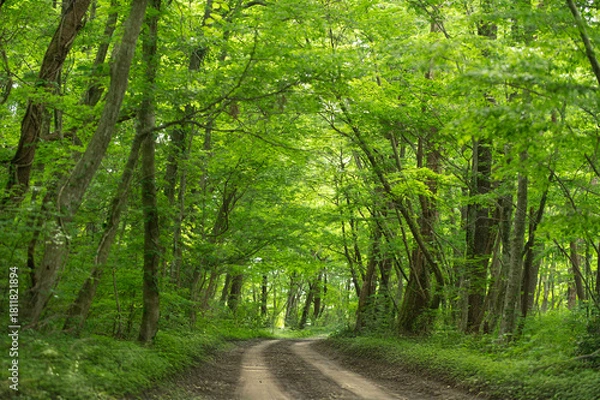 Obraz 新緑の小道