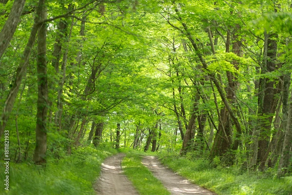 Obraz 新緑の小道