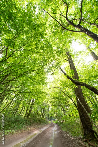 Obraz 新緑の小道