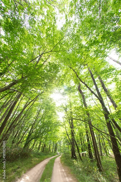 Obraz 新緑の小道