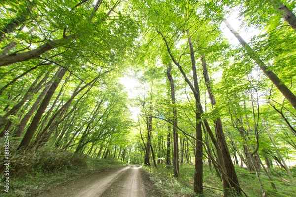 Obraz 新緑の小道