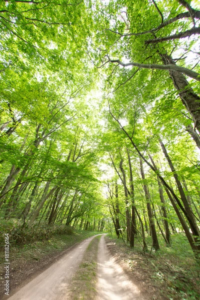 Obraz 新緑の小道