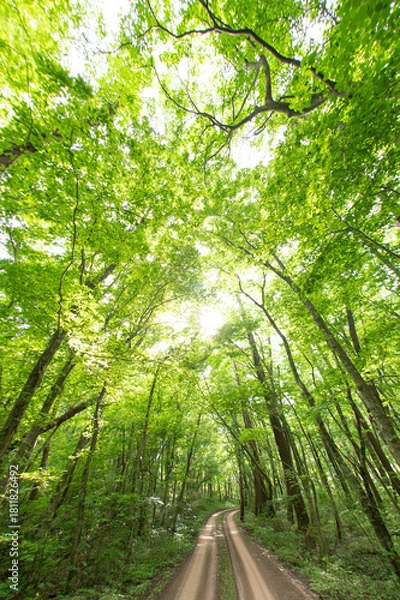 Obraz 新緑の小道