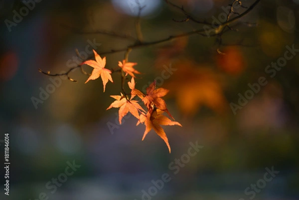 Fototapeta 深いボケの背景に、温かい夕日の光を受けて金色に輝くモミジ（楓）の葉