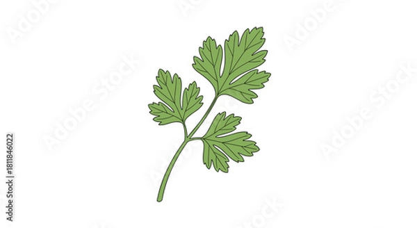 Obraz Simple vector illustration of a single fresh green parsley sprig with detailed leaves for culinary use on a white background.