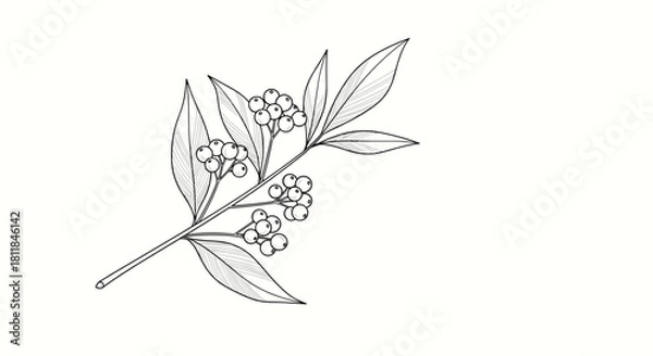 Obraz Elegant botanical line art illustration of a plant branch with detailed leaves and small clusters of berries in a vintage style.