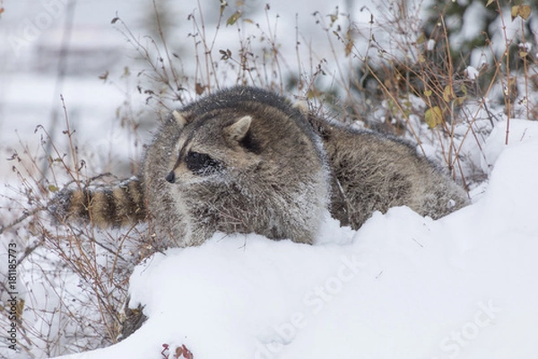 Fototapeta Young Raccoon in Snow