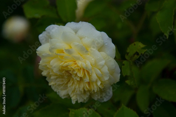 Fototapeta Beautiful soft yellow double rose close-up