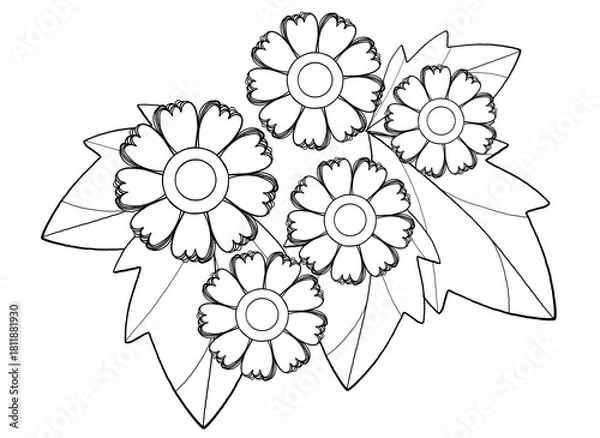 Obraz Chrysanthemum flower line drawing