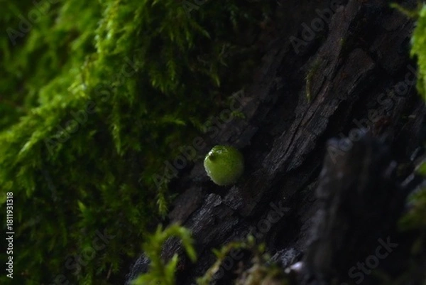 Obraz Moss on a tree in spring