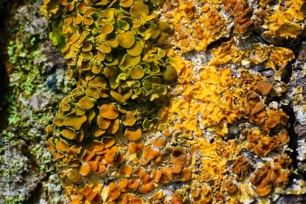 Obraz Moss on a tree in spring