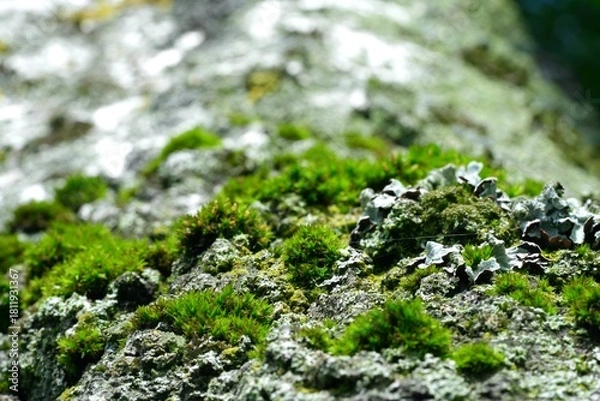 Obraz Moss on a tree in spring