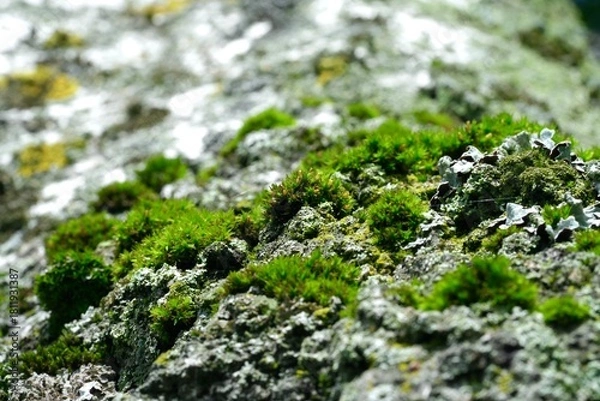 Obraz Moss on a tree in spring