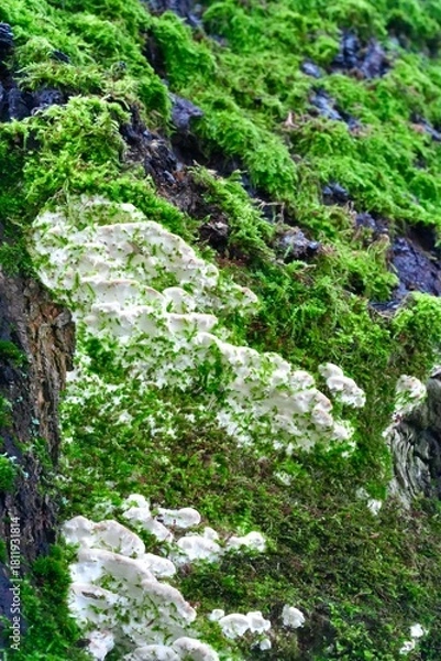 Obraz Moss on a tree in spring