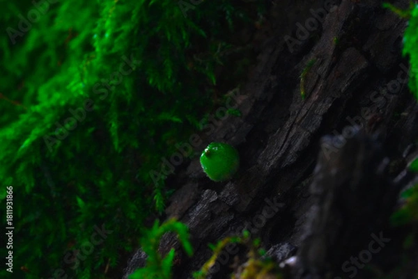 Obraz Moss on a tree in spring