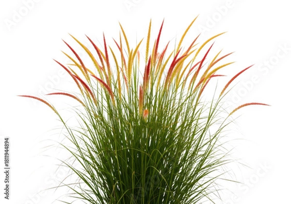 Obraz Ornamental grass with red and yellow plumes, isolated on transparent background