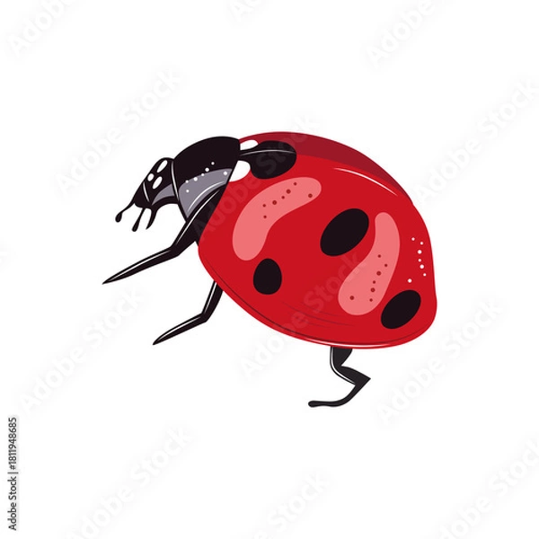 Fototapeta Ladybug insect red and black color. Summer bug. Meadow insects. 