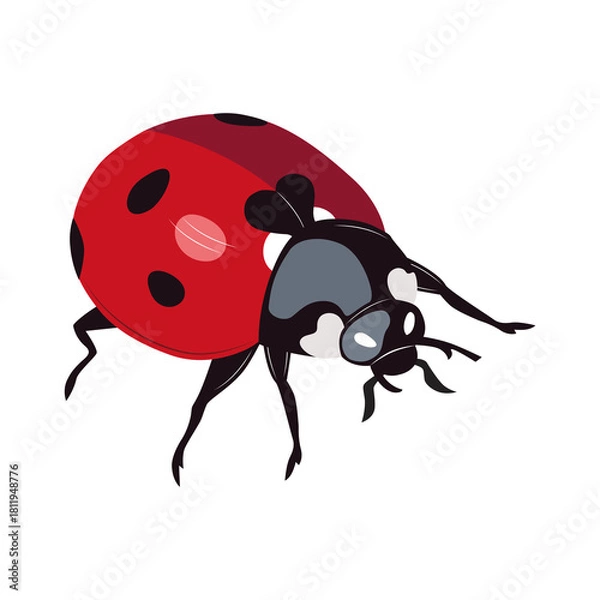 Fototapeta Ladybug insect red and black color. Summer bug. Meadow insects. 