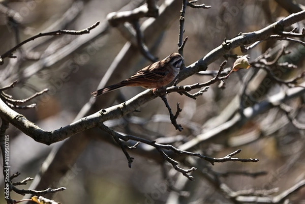Obraz Rock Bunting