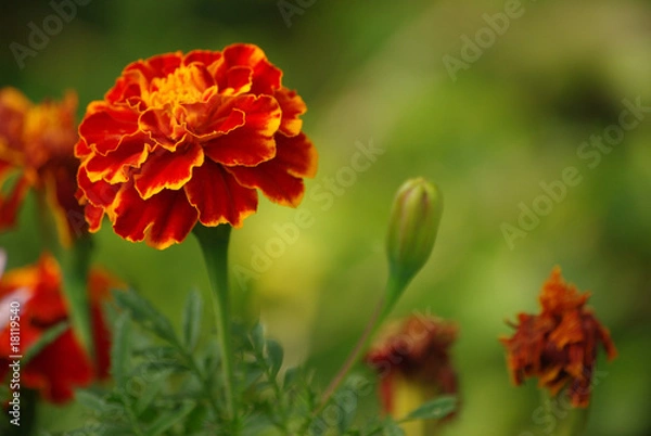 Fototapeta Tagetesblüte