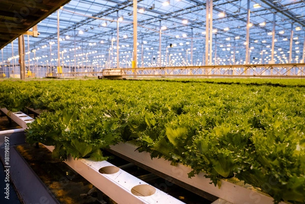 Fototapeta Fresh frillice lettuce grown hydroponically in high-tech greenhouse. Crisp leaf salad in hydroponic trays under artificial LED lights inside climate-controlled hothouse. Sustainable food production.