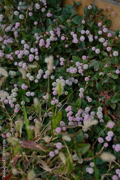 Fototapeta 道草を食う