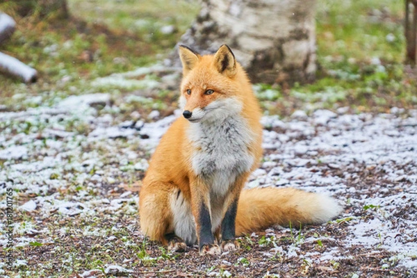 Obraz 初冬のキタキツネ