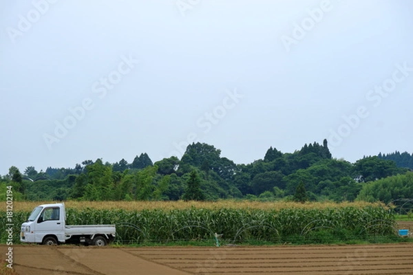 Obraz 農業　軽トラックとスィートコーン畑