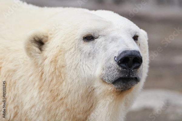 Obraz シロクマの顔