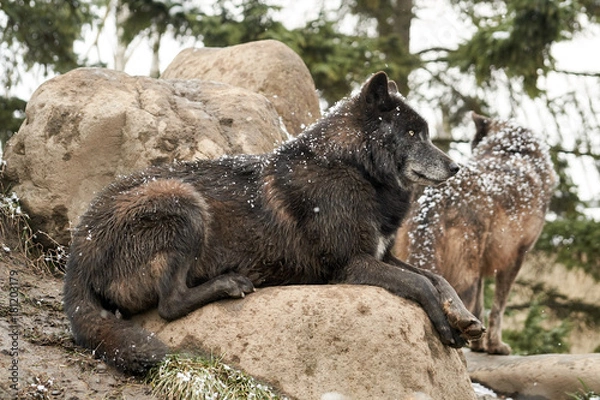 Obraz 雪をまとったシンリンオオカミ