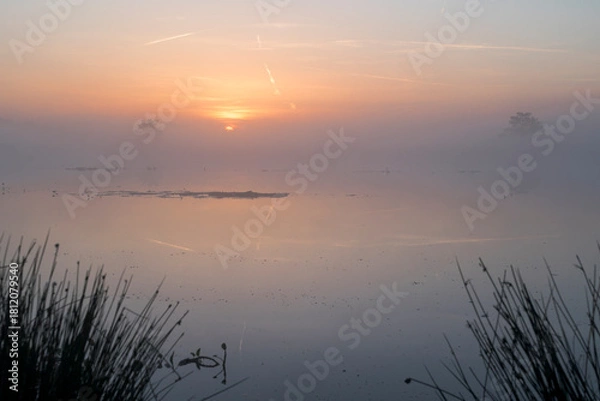 Fototapeta A sunrise over a lake with reed in the front on the side in the Netherlands. The sky is orange and the sun is rising in the middle of the photo.