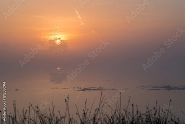 Fototapeta A sunrise over a lake with reed in the front in the Netherlands. The sky is orange and the sun is rising in the middle of the photo. The sun is rising behind a tree in the background.